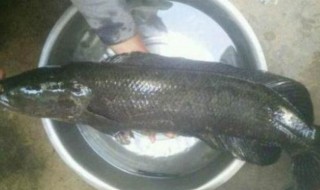 钓水库黑鱼技巧 如何钓黑鱼