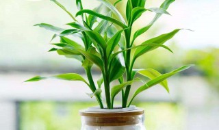 大厅适合摆什么植物 客厅放什么植物最好