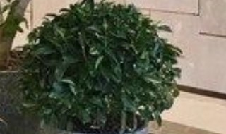 店里适合放什么植物 店里适合放的植物有哪些