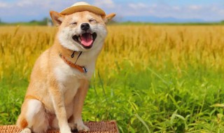 怎样才能开心 让自己更开心的技巧