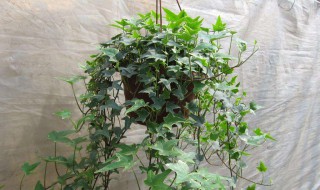 常春藤多久浇一次水 最长不能超过这个时间