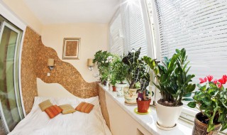 卧室适合的植物 哪些植物适合养在卧室