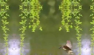 吹面不寒杨柳风什么意思 吹面不寒杨柳风原文及翻译