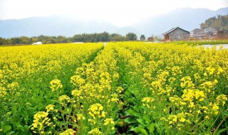 油菜底肥施用方法 油菜底施肥的技巧有什么