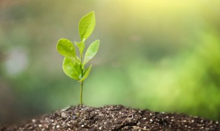 写成长的优质句子 写成长的优质句子集锦