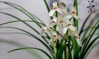 四君子是哪四种植物 植物四君子是什么