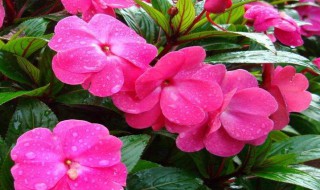 凤仙花怎样传播种子 凤仙花传播种子的方法介绍