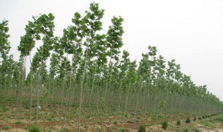 树苗的储存方法 有什么保存树苗的好技巧