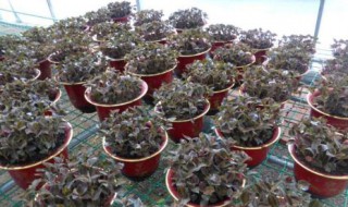 金线莲种植方法与技巧 金线莲养殖方法介绍