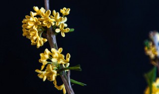 怎样腌制桂花 桂花怎么腌