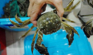 怎样养螃蟹 养螃蟹的方法