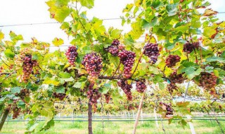 葡萄树怎样修剪 葡萄树的修剪方法