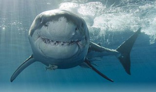 鱼是怎样呼吸的 鱼靠什么呼吸