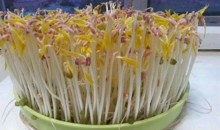 绿豆怎样发芽快 绿豆芽最快窍门