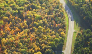 怎样保护森林 保护森林的方法