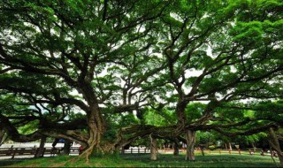 榕树适合在家里养吗 榕树是否适合在家里养的解析