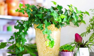 适合在宿舍养的植物 在宿舍养的植物有哪些