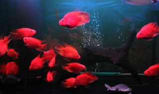 家庭适合养什么鱼 什么鱼适合家里养