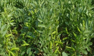 如何种植绿豆 种植绿豆方法简单介绍