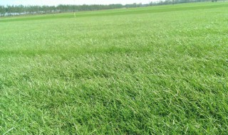 如何种草坪 种草坪的方法介绍