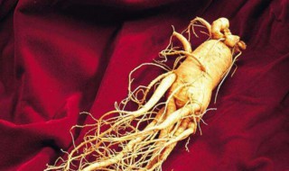 人参怎样吃 人参吃法简单介绍