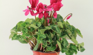 仙客束冬季养护方法 仙客束如何养殖