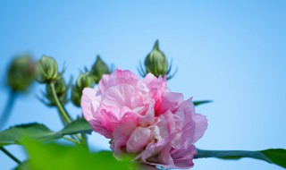 养殖芙蓉花的方法 芙蓉花喜欢什么土壤