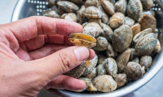 蛤蜊吐沙最快的方法 蛤蜊吐沙的方法介绍