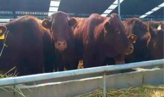 牛养殖场的消毒方法 牛养殖场的最佳消毒方法