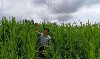 巨菌草冬天种植方法 巨菌草冬天怎么种植