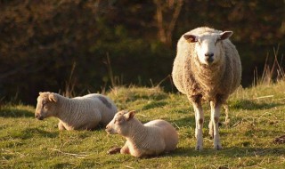 褪羊毛的技巧和方法 褪羊毛的步骤方法介绍