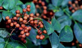 花椒摘下来怎么保存 花椒如何保存