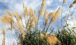 芦苇花怎么保存 芦苇花的保存方法