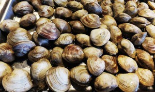 蛤蜊怎么保存 花蛤怎样保存更新鲜
