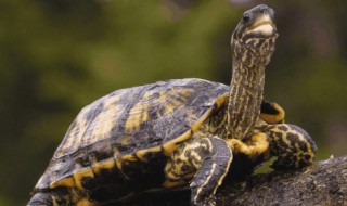 如何养乌龟才不容易死 乌龟怎么养