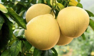 如何选柚子 怎么选柚子