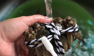 如何清洗河蟹 怎么清洗河蟹