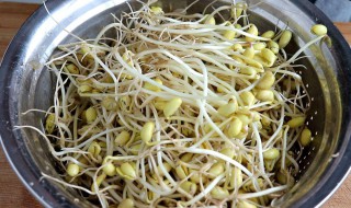 生黄豆芽简易新方法 生黄豆芽方法介绍
