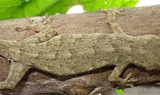 怎样驱赶壁虎 驱赶家中的壁虎的三个方法