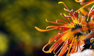 此花开尽更无花的意思 此花开尽更无花原文及翻译