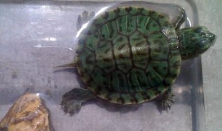 如何养小乌龟 小乌龟养法介绍