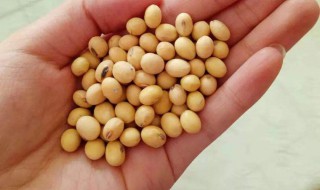 黄豆怎么保存不生虫 怎么保存黄豆不生虫