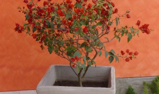 北方可以养什么盆栽 北方最好养的盆景盆栽介绍