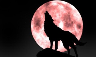 大尾巴狼是什么意思 大尾巴狼的意思