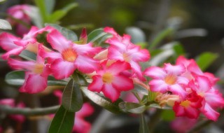 沙漠玫瑰怎么养 沙漠玫瑰的养法