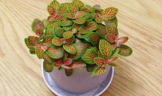 网纹草怎么养 网纹草的养殖方法和注意事项