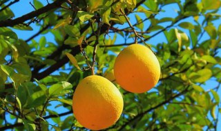 柚子怎么种 柚子种植方法介绍