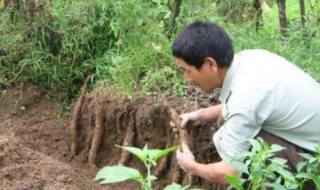 山药怎么种 山药种植方法介绍