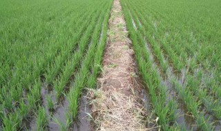 如何解决水稻渗水问题 解决水稻渗水问题的方法