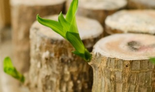 水培巴西木窍门 怎么水培巴西木